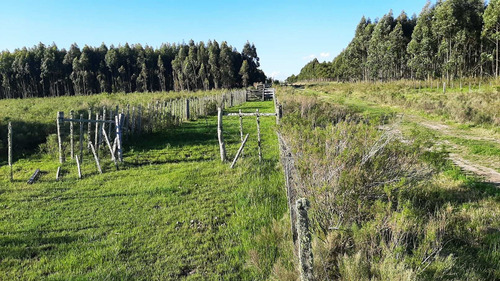 Imagen 11 de 16 de Campo 200 Hectareas Forestal Ganadero A 80kms De Montevideo