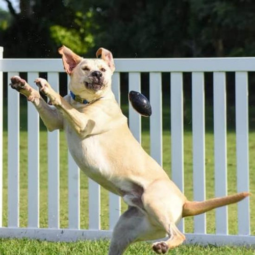 Monster K9 Balón Masticable: Juguete Resistente Para Perros