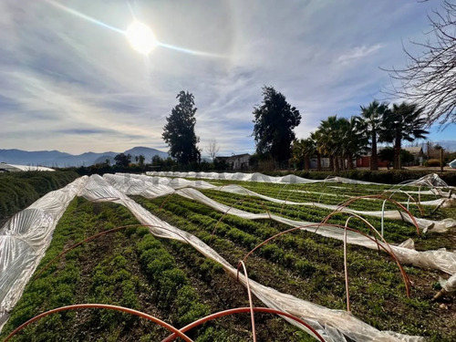 Inversión Agroindustrial Lista Para Operar | 1 Hectárea T...