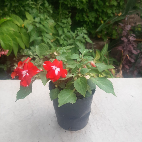 Imagen 2 de 4 de Planta Alegria Del Hogar Rojo Y Blanco Moron Raices Arcoiris