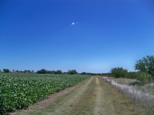 Campos Venta127 Has Agrícolas Nueva Palmira Colonia