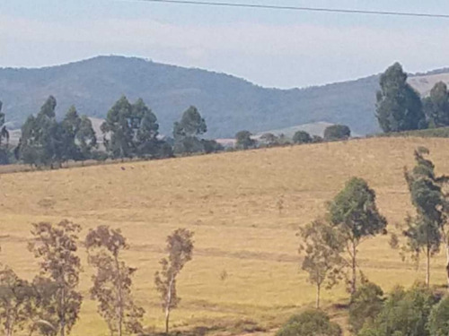 Imagem 26 de 30 de Fazenda Centenária Três Corações 170 Hectares 7.000,000,00 - 41026