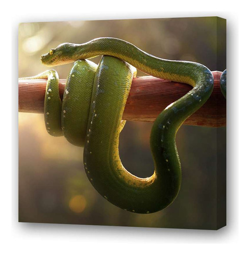 Cuadro 45x45cm Serpiente Verde Enroscada En Rama Arbol