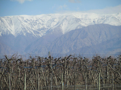 Imagen 7 de 17 de Valle De Uco - Venta Parcelas Con Viñedos