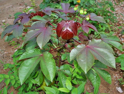 05 Mudas Enraizadas De Pinhão Roxo 20cm A 30cm (medicinal)