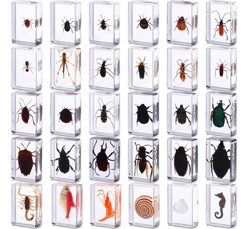 30 Pcs Especímenes De Insectos Resina Colección De In...