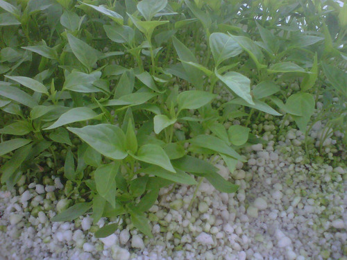 Perlita Perlinor 125dm Grano Fino Sustrato Drenaje Aireacion
