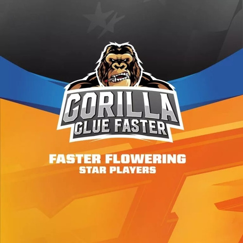 Semillas Gorilla Glue  Faster (x4) Bsf Seeds /floracion 6sem