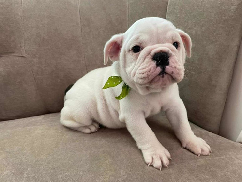 Imagen 4 de 7 de Bulldog Inglés 3 Meses Blanco. Único