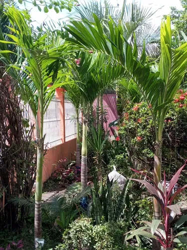 Plantas De Chaguaramo Enano.