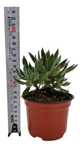 Echeveria Setosa Arrow Set 3 Pzas