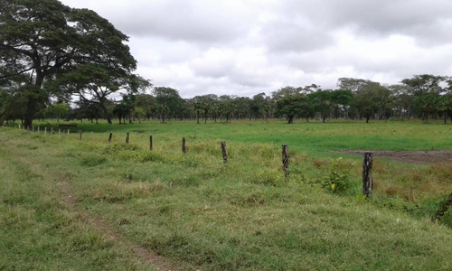 Imagen 8 de 9 de Finca En Sector Madre Vieja, Barinas