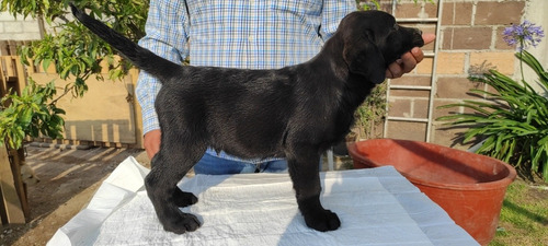 Labrador Retriever Macho Color Negro