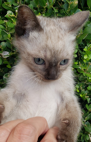 Gatito Siames Macho. Lanús Marrón Claro
