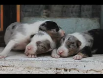 Comprar Cachorra Pastor Ovejero Australiano Aussie