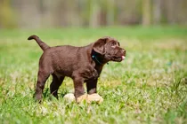 Comprar Cachorros Labrador De Campo, Puros, Robustos, Fuertes, Sanos