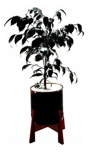 Ficus Benjamina Little Terrario 16 Con Soporte