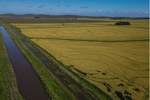 Campo Agrícola Ganadero  De 1500ha Rocha  (ref: Atm-6974)