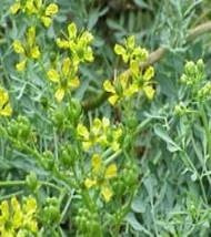 Arruda Ruta Graveolens L 100 Gr Erva Seca Para Chá