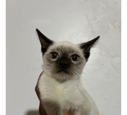 Siames, Gatitos
