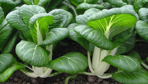 Bokchoi/ Pakchoi/ Semillas Orgánicas!!!