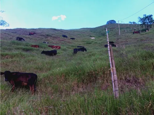 Se Vende Finca En Pijao Quindío