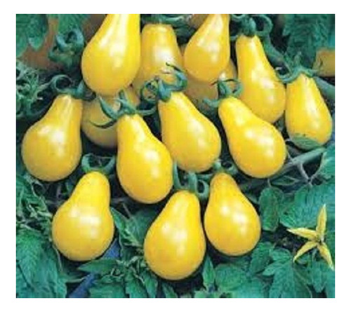 Sementes Tomate Pera Laranja - 100mg = 50