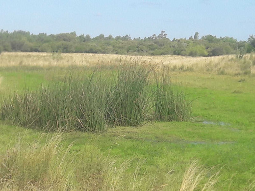 Imagen 7 de 19 de 1086- Venta Campo 136 Hectareas En Estacion Solis Minas Lavalleja