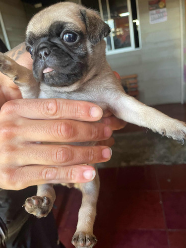 Cachorros Pug 2 Hembras Y 1 Macho 2 Meses