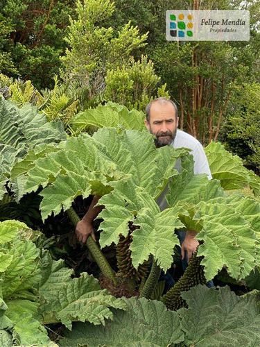 Chiloe : 5.000 Mts. En Parque Privado De Conservacion