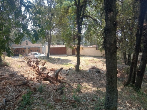 Imagen 3 de 5 de Terreno Arbolado