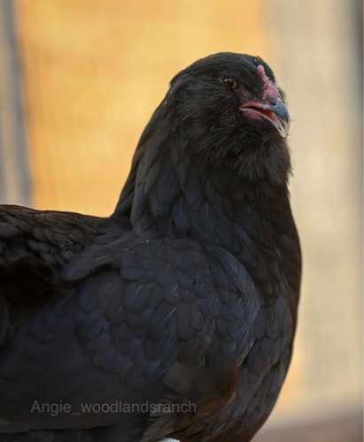 Gallinas De Raza Ameraucana (Usado)