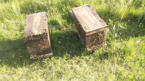 Imagen 10 de 10 de Abejas Colmenas Enjambres Avispas