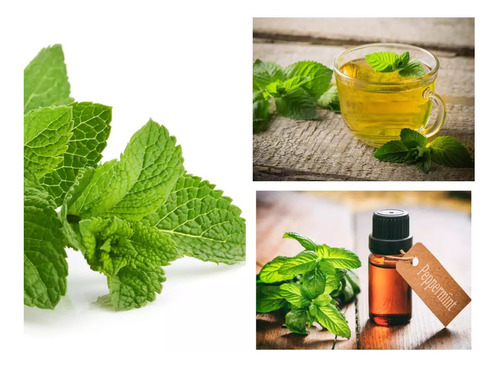 50 Semillas De Mentha Piperita Menta Negra Peppermint Hierba