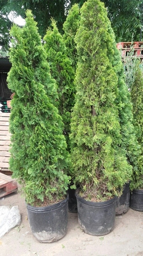 Imagen 4 de 4 de Arbol De Navidad, Pino Thuja Occidentalis Smaragd 2mts