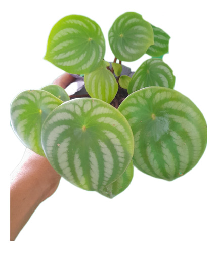 Muda De Peperomia Melancia 