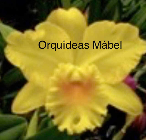 Imagen 5 de 8 de Cattleyas Orquídeas