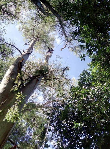Imagen 8 de 10 de Poda, Tala, Extracción De Árboles/poda En Altura Zona Sur