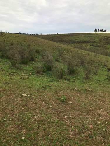 Campo De 16 Hectáreas, A 14 Kms De San Jacinto