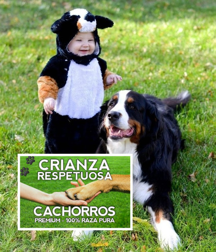 Cachorros Boyero De Berna, Machos Y Hembras Robustos, Puros
