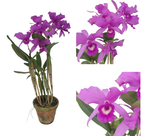 Orquidea Cattleya Skinneri Guarianthe Tipo Flor Adulta Roxa