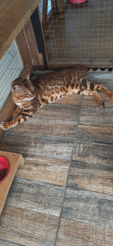 Filhotes De Gatos Bengals Importados