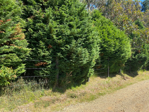 Parcela 5000m2, Cutipay Alto Lado Cementerio Niebla Valdivia