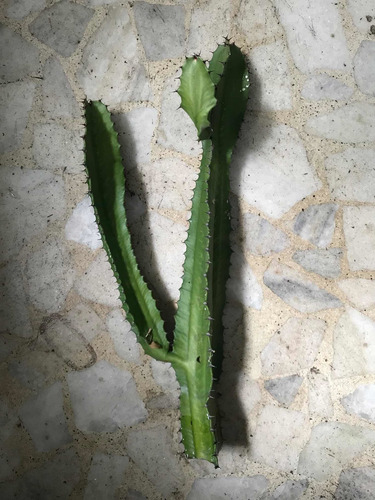 Cacto Candelabro / Mandacaru - Muda 50cm