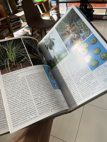 Flora Brasileira: Arecaceae (palmeiras), De Harri Lorenzi. Editorial Instituto Plantarum, Tapa Dura, Edición 1 En Português, 2010 (Usado)