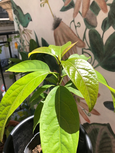 Plantines Ecológicos De Palta Hass