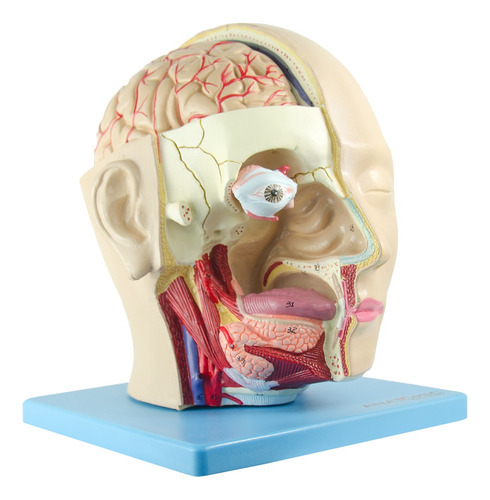 Cabeça Humana Com Caixa Craniana Em 4 Partes