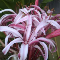 Comprar Lirio Gigante Morado, Bulbos