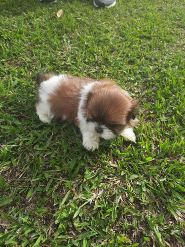 Perros Cachorros Shitzu Mini Rionegro Cali Medellin Bogota 