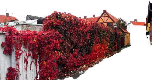 Imagem 1 de 8 de Sementes De Hera Japonesa Falsa Vinha Trepadeira Boston Ivy